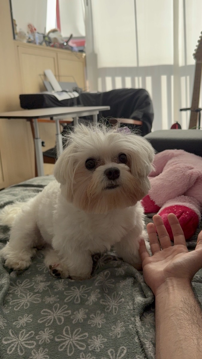 Lucas and Lily the dog — photo 8 of 9